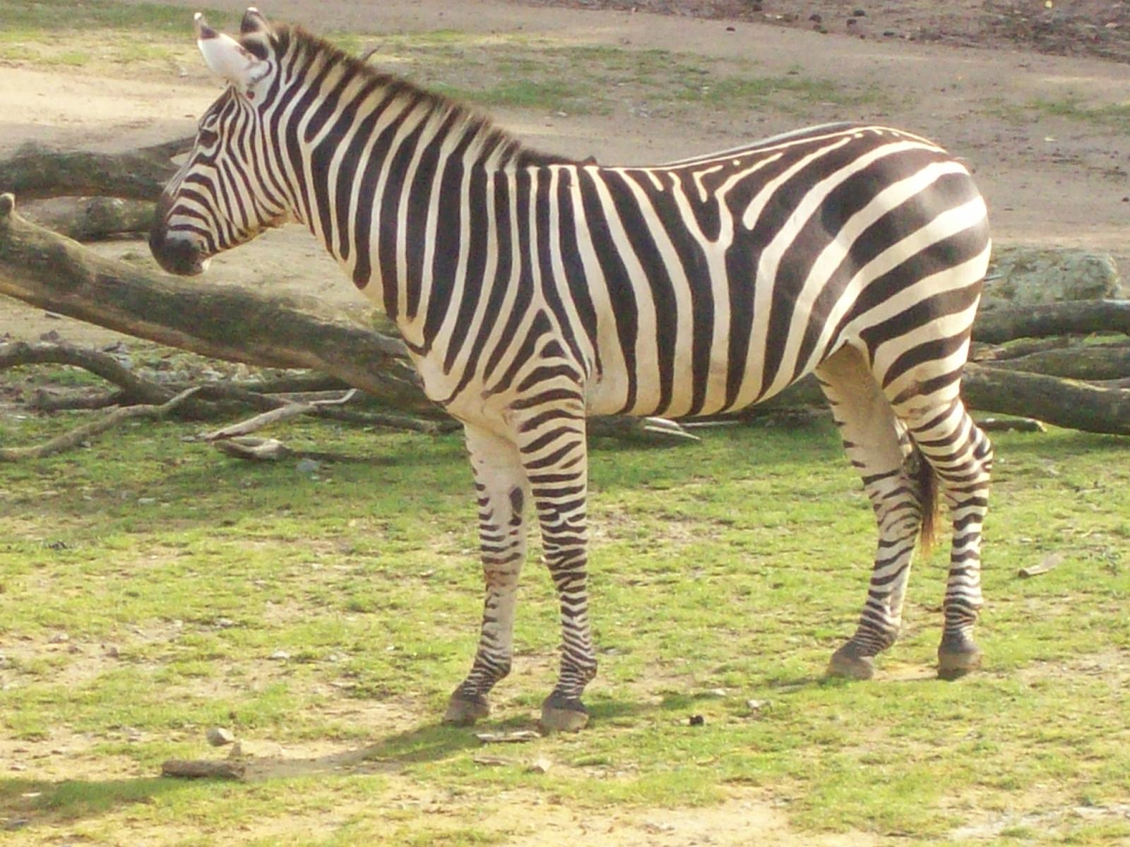 Zoom 18.10.2008-072.jpg